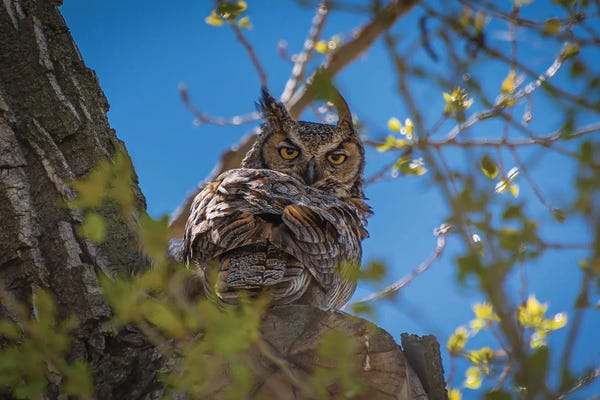 Great Horned Owl