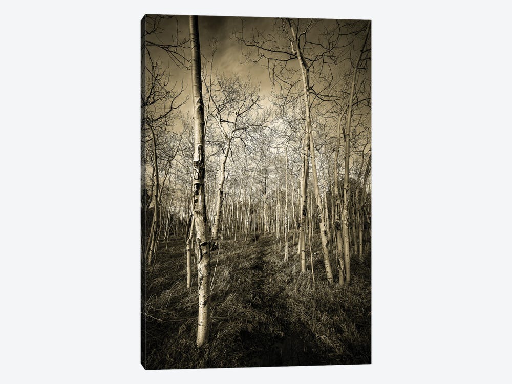Halls Of Aspen by Christopher Thomas 1-piece Canvas Wall Art