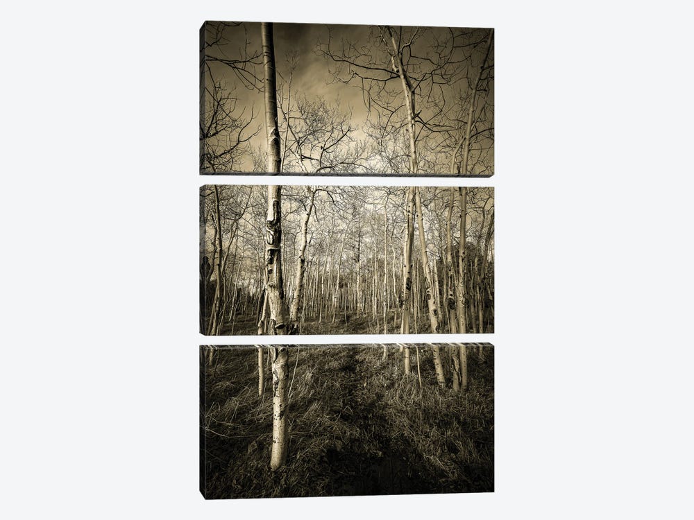 Halls Of Aspen by Christopher Thomas 3-piece Canvas Wall Art