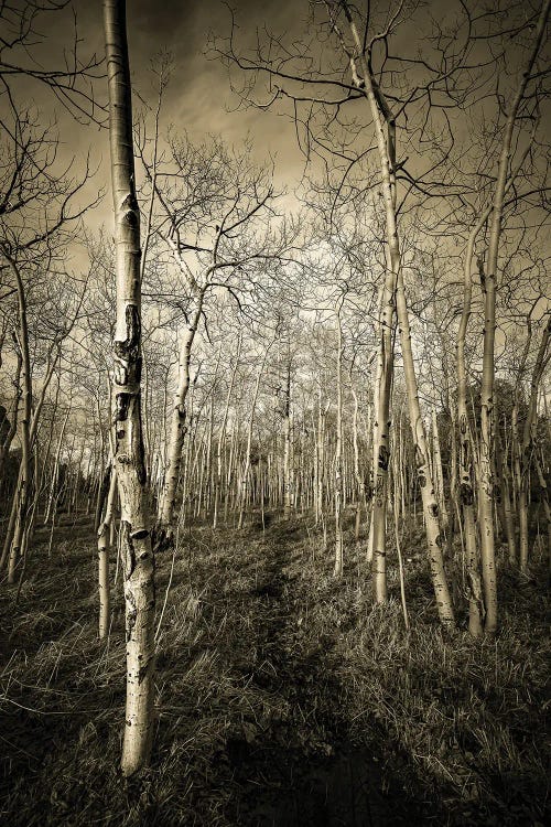 Halls Of Aspen