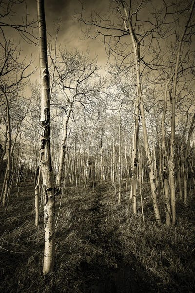 Halls Of Aspen