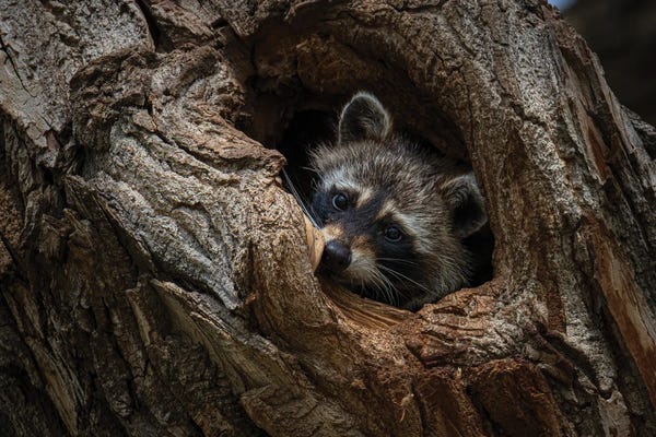 Raccoons: Holed Up by Christopher Thomas