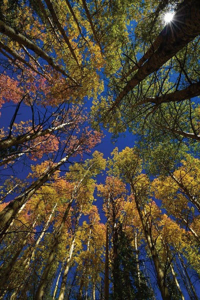Kaleidoscope Of Aspens