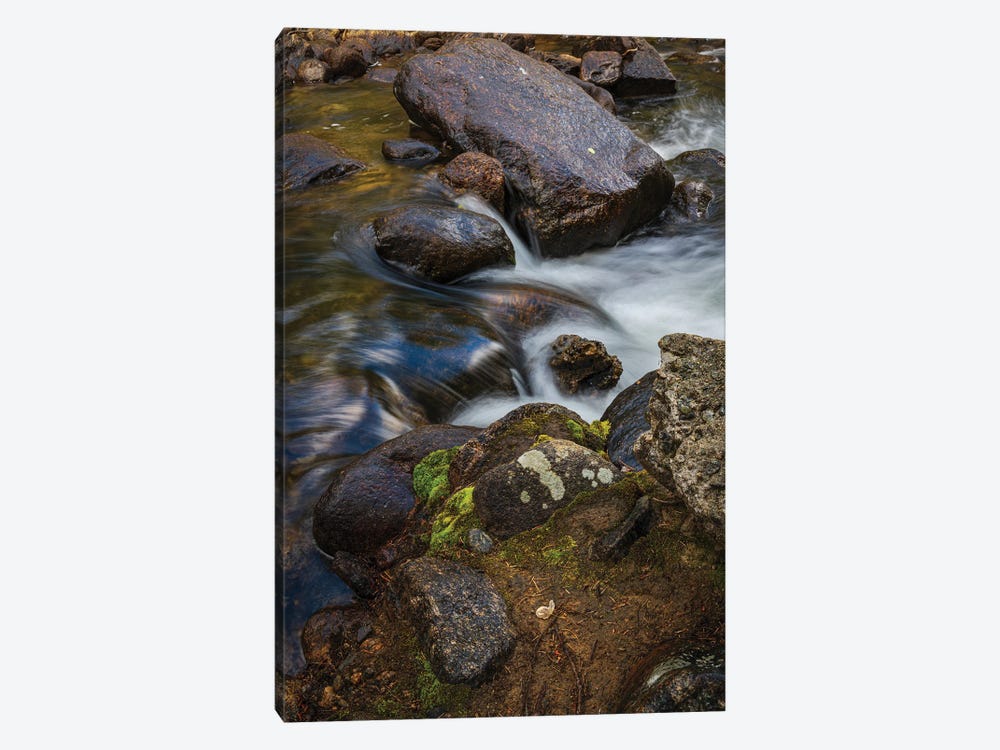 Mossy Mountain Stream by Christopher Thomas 1-piece Canvas Art