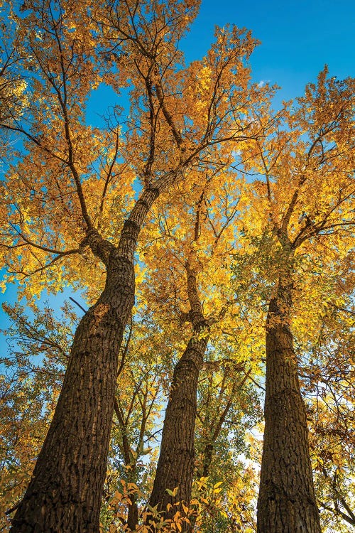 Brilliant Narrowleaf Cottonwoods by Christopher Thomas wall art