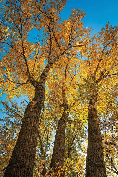 Brilliant Narrowleaf Cottonwoods