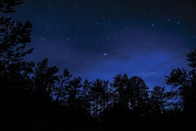 Ponderosa Stars by Christopher Thomas multi panel art