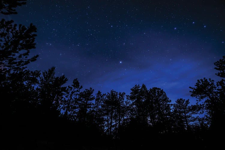 Ponderosa Stars by Christopher Thomas wall art