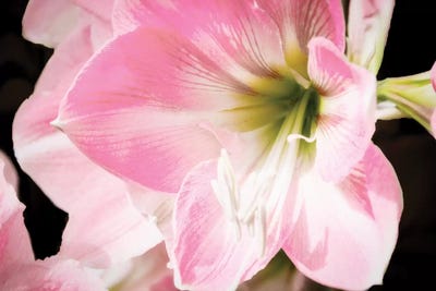 Soft Petals by Anna Coppel art print