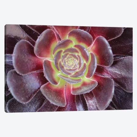 Bright Succulent Canvas Print #CPP1} by Anna Coppel Canvas Art
