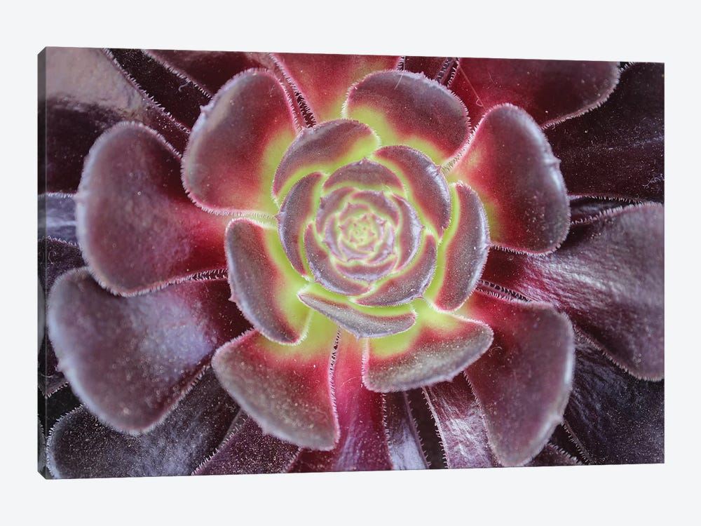 Bright Succulent by Anna Coppel 1-piece Canvas Print