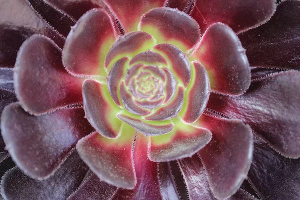 Anna Coppel: Bright Succulent by Anna Coppel