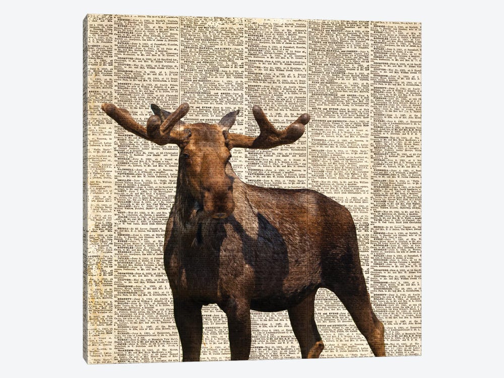 Country Moose I by Anna Coppel 1-piece Canvas Artwork