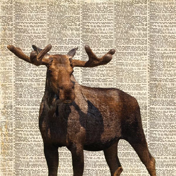 Anna Coppel: Country Moose I by Anna Coppel