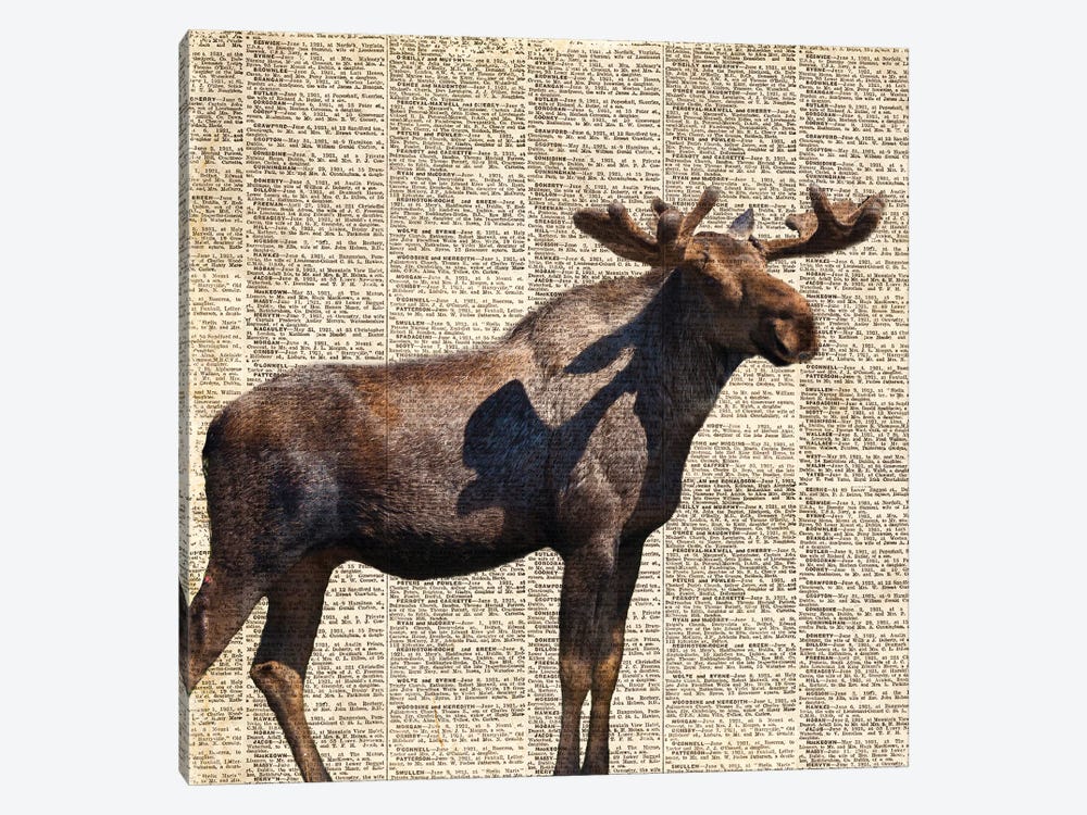 Country Moose II by Anna Coppel 1-piece Art Print