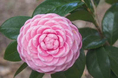 Pink Passion Camillia by Anna Coppel acrylic art print