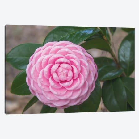 Pink Passion Camillia Canvas Print #CPP5} by Anna Coppel Canvas Print