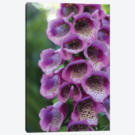 Purple Trailing Flower Canvas Print #CPP6} by Anna Coppel Art Print