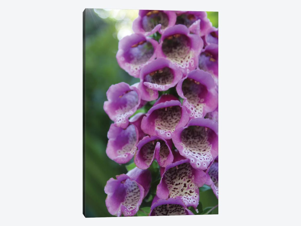Purple Trailing Flower by Anna Coppel 1-piece Canvas Wall Art