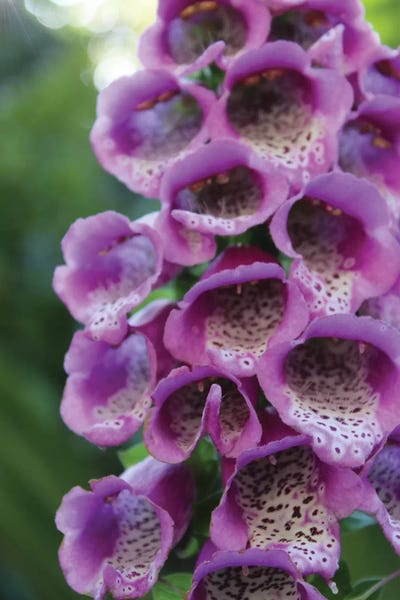 Anna Coppel: Purple Trailing Flower by Anna Coppel