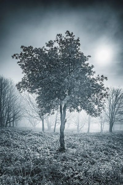 Frosty Tree by Chad Powell canvas print