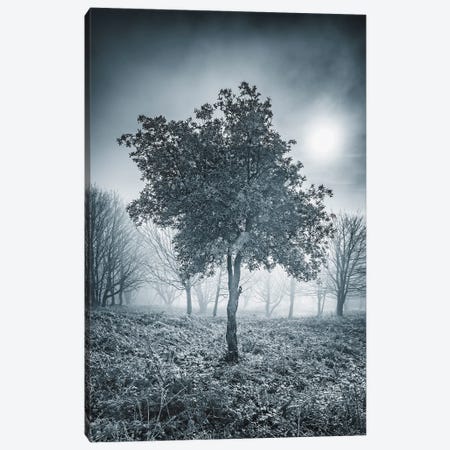 Frosty Tree Canvas Print #CPW15} by Chad Powell Canvas Print