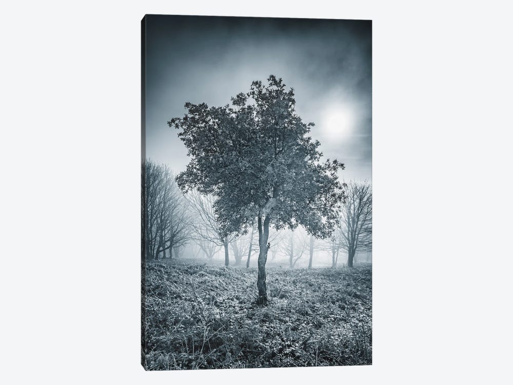 Frosty Tree by Chad Powell 1-piece Canvas Print