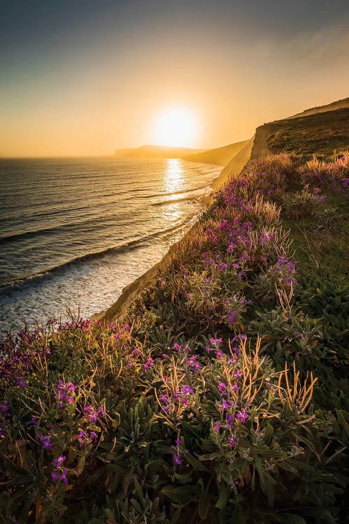 Purple Flowers On The Cliff Edge - Compton Bay