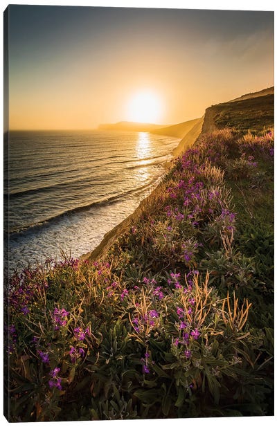 Purple Flowers On The Cliff Edge - Compton Bay Canvas Art Print - Chad Powell