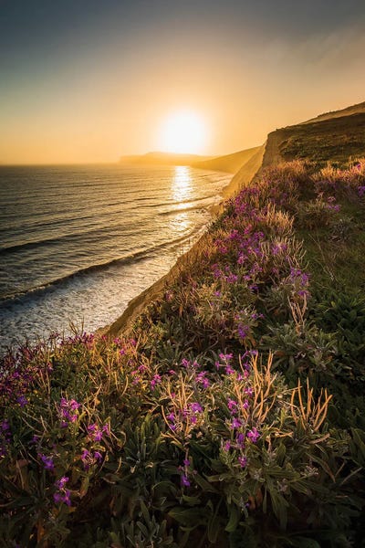 Chad Powell: Purple Flowers On The Cliff Edge - Compton Bay by Chad Powell