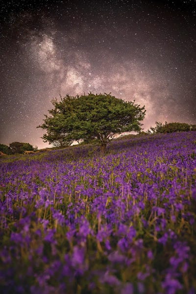 United Kingdom: Purple Dreams by Chad Powell