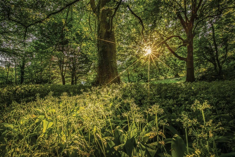 Wild Garlic At Shorwell