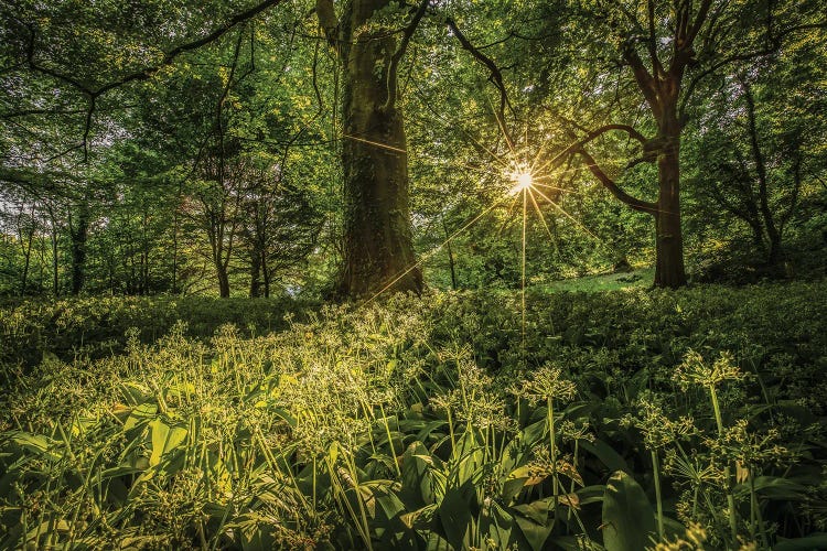 Wild Garlic At Shorwell by Chad Powell wall art