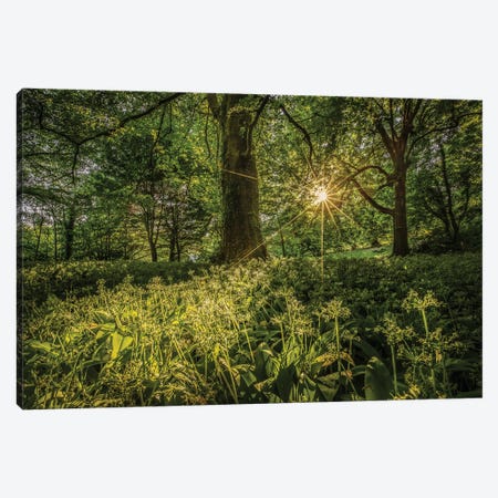 Wild Garlic At Shorwell Canvas Print #CPW29} by Chad Powell Art Print