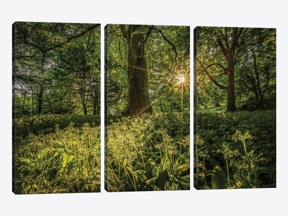 Wild Garlic At Shorwell by Chad Powell 3-piece Canvas Wall Art