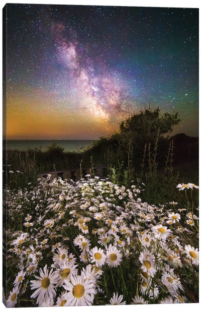 Daisies Under A Starlit Sky Milky Way Canvas Art Print - Daisy Art