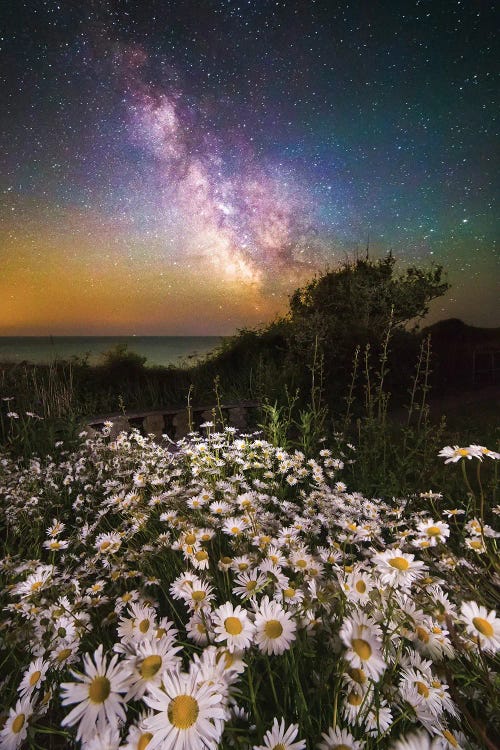 Daisies Under A Starlit Sky Milky Way