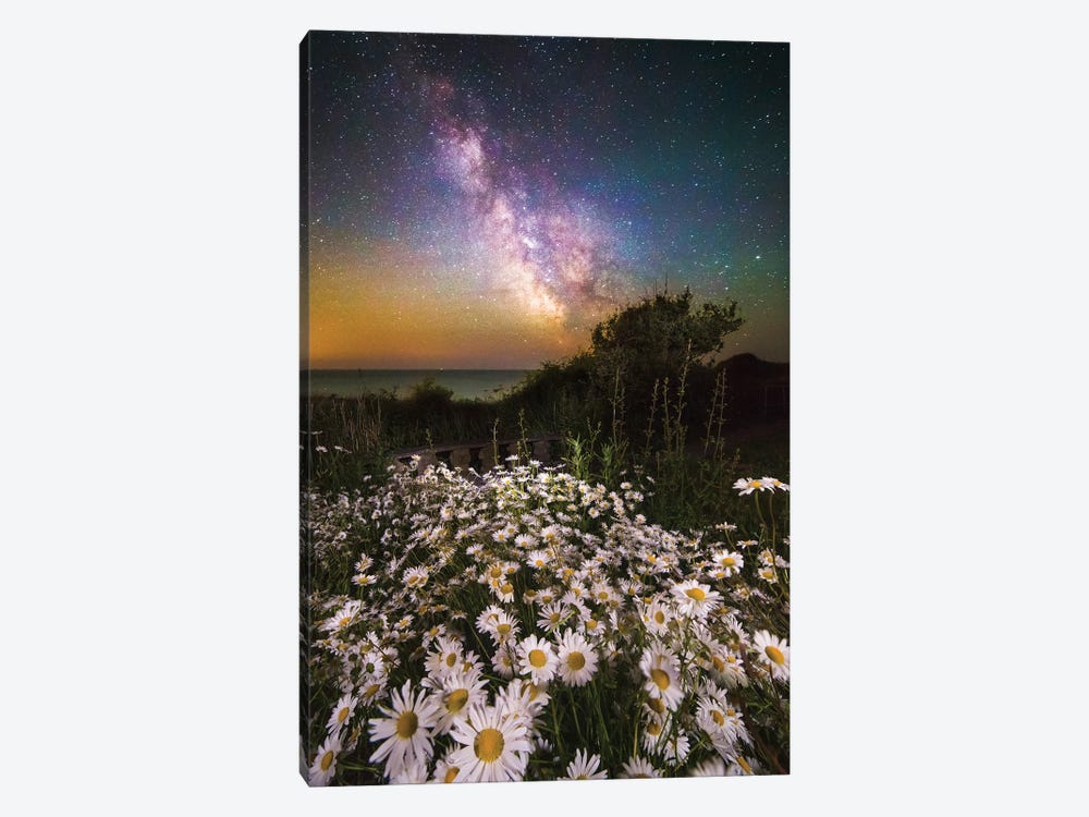 Daisies Under A Starlit Sky Milky Way by Chad Powell 1-piece Canvas Art Print