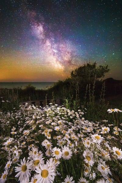 Daisies: Daisies Under A Starlit Sky Milky Way by Chad Powell