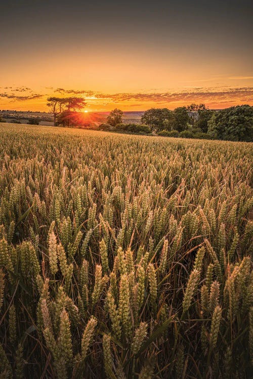 Wheat Field Sunset - Brading