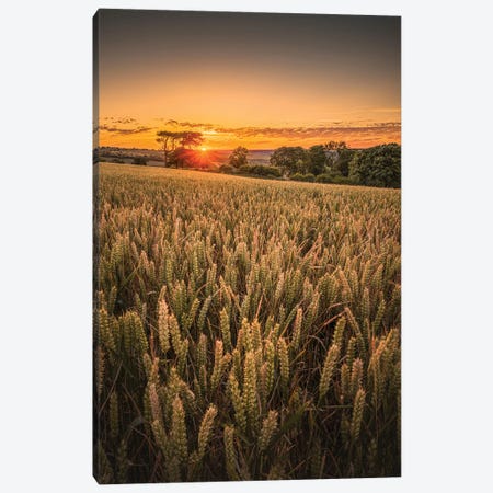 Wheat Field Sunset - Brading Canvas Print #CPW47} by Chad Powell Canvas Artwork
