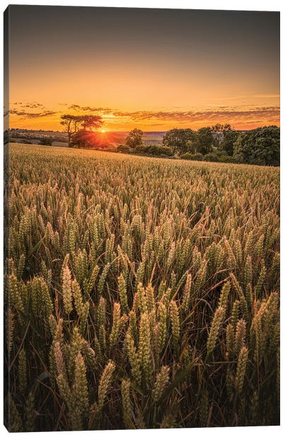 Wheat Field Sunset - Brading Canvas Art Print - United Kingdom Art