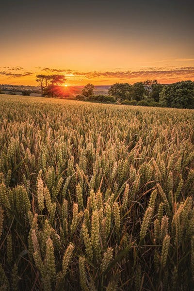 United Kingdom: Wheat Field Sunset - Brading by Chad Powell