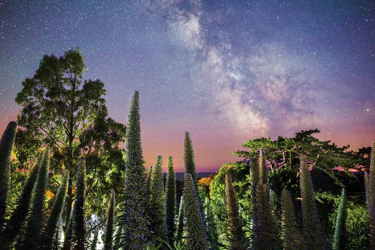 Echiums Under The Milky Way by Chad Powell wall art