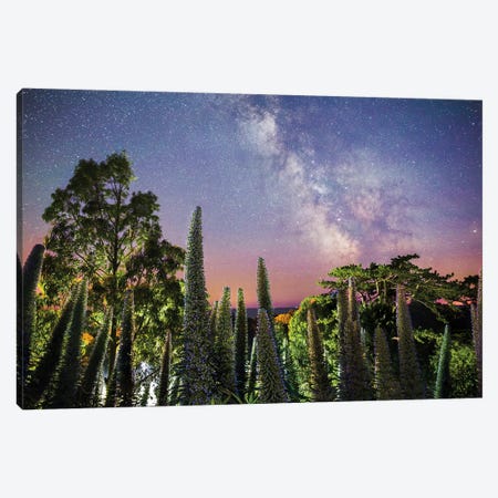Echiums Under The Milky Way Canvas Print #CPW59} by Chad Powell Canvas Art