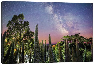 Echiums Under The Milky Way Canvas Art Print - Stargazers