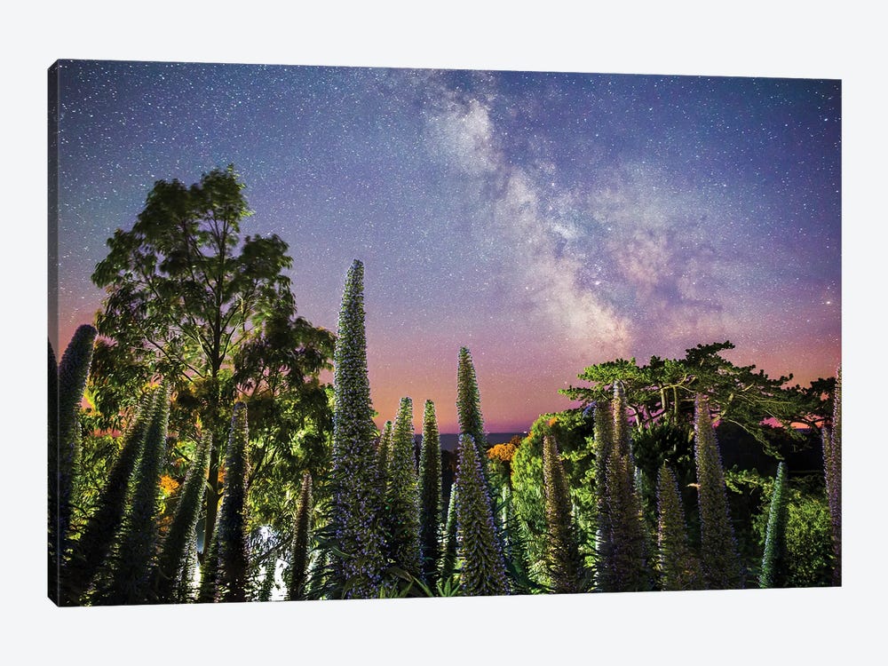 Echiums Under The Milky Way by Chad Powell 1-piece Canvas Art Print