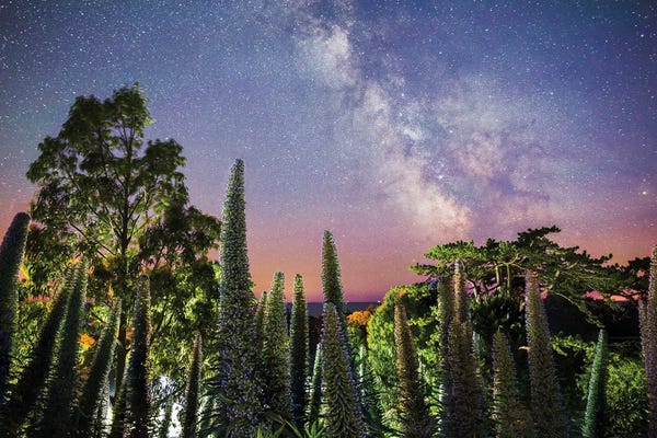 Chad Powell: Echiums Under The Milky Way by Chad Powell