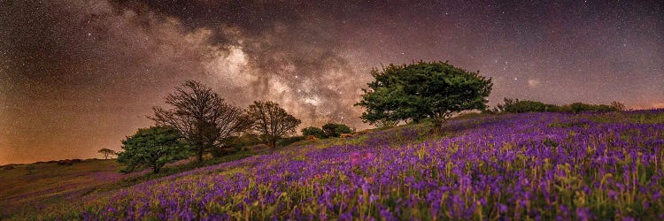 Purple Dreams Panoramic by Chad Powell wall art