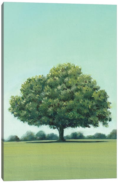 Holm Oak Canvas Art Print - Oak Tree Art